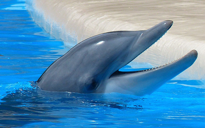 Concierge-arranged dolphin swimming experience in Cabo